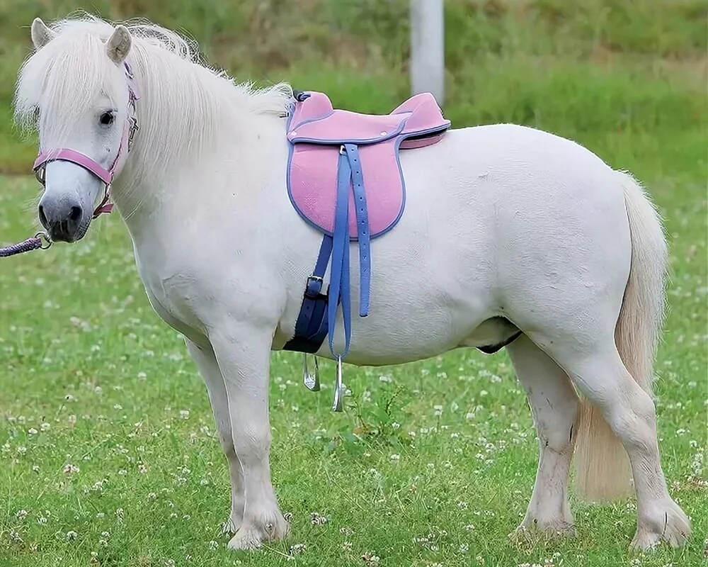 Falabella Pferde