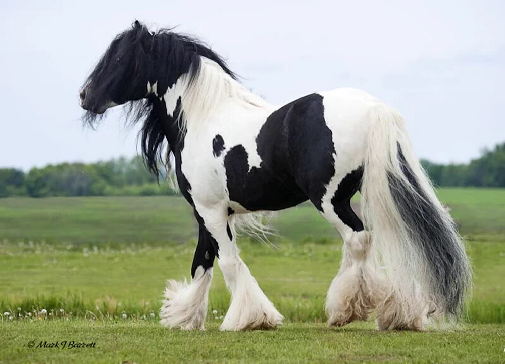 Das Shire Pferd Ashley Smith mit rosa Haar