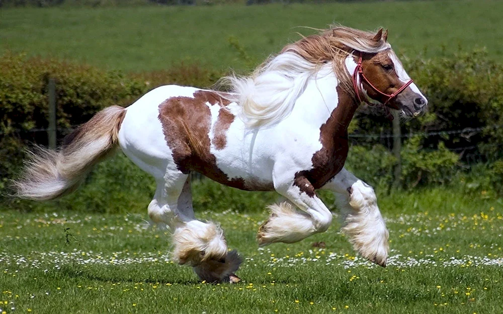 Zigeunerpferd Tinker