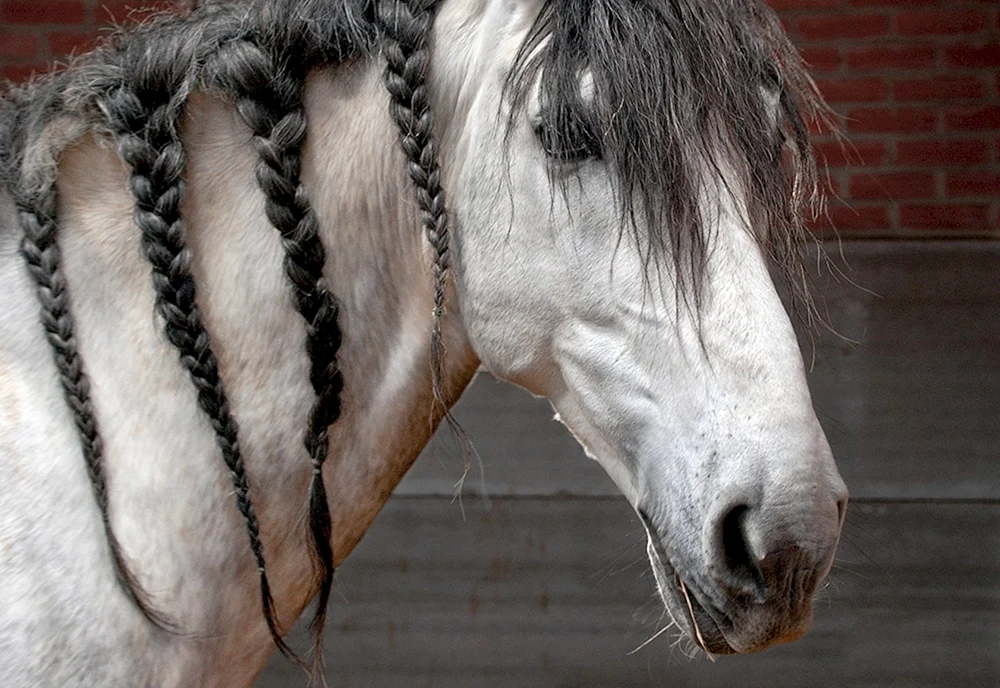Pferdefrisuren
