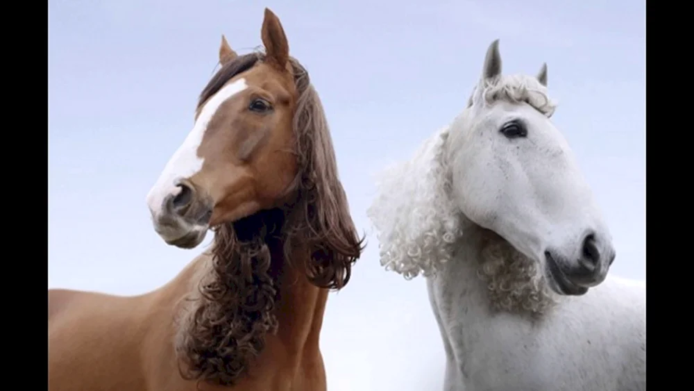 Inselpferd Pferd
