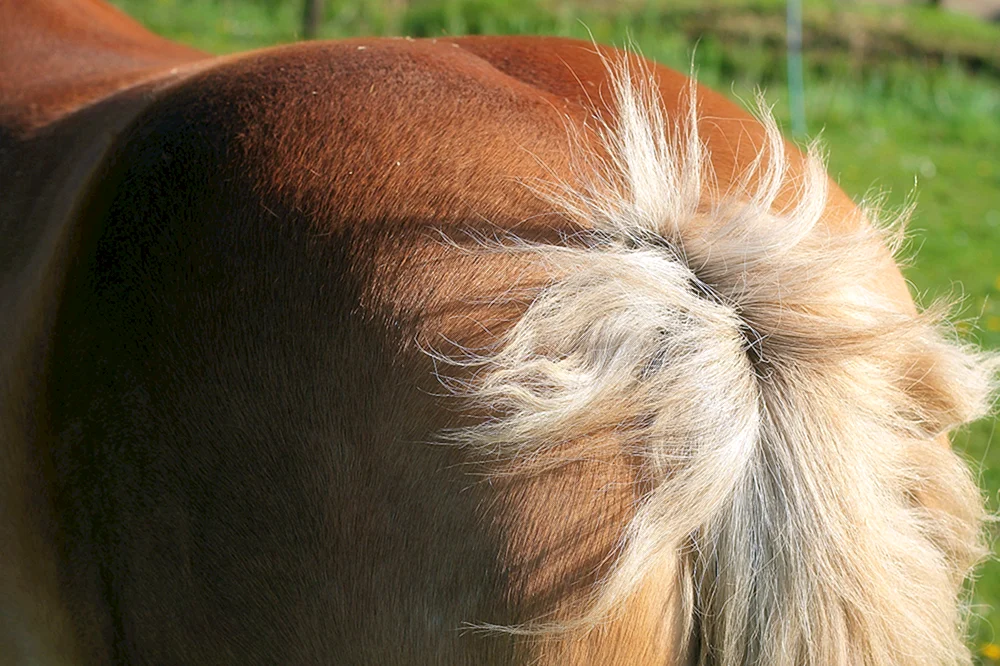 Pferd mit kurzem Schweif Schweif