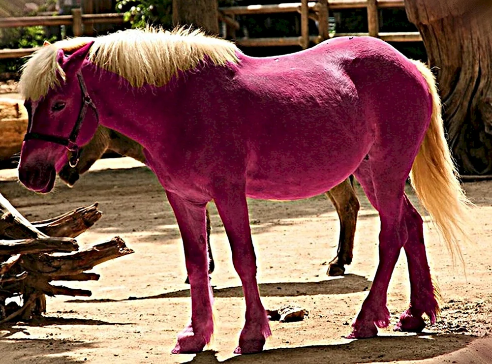 Pferd Shetlandpony