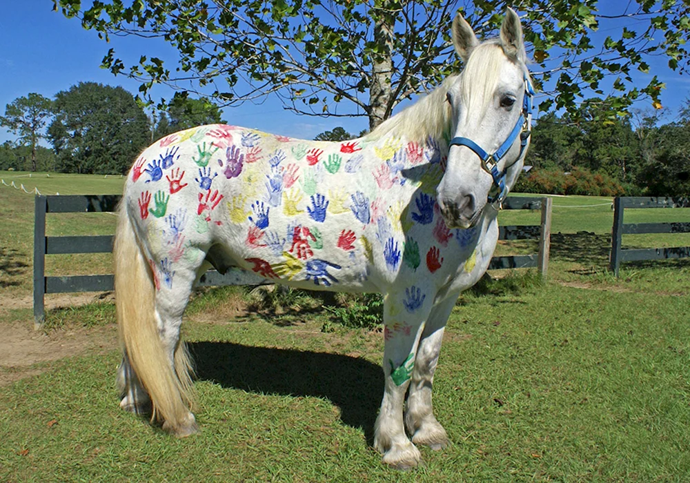 Pony Pferde