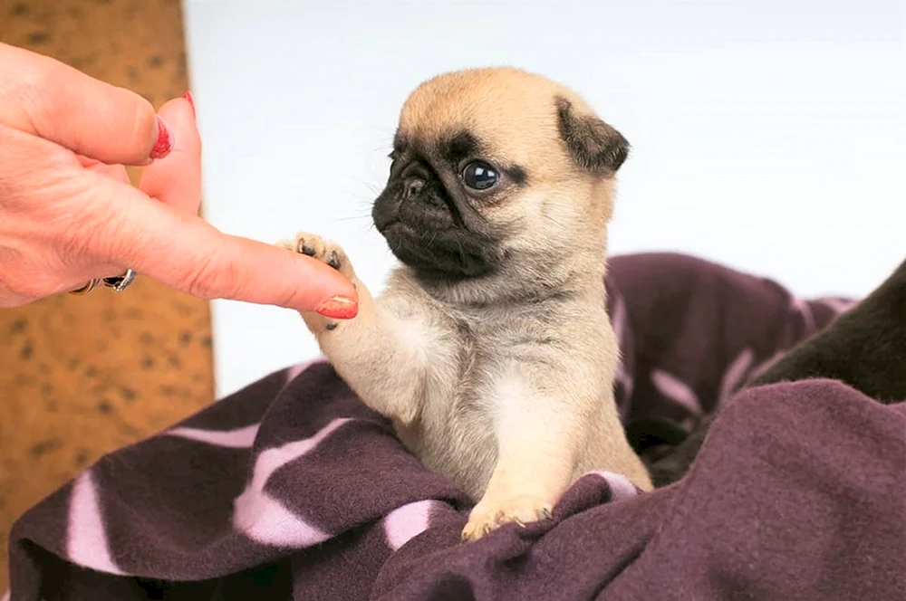 LO-shih Mops
