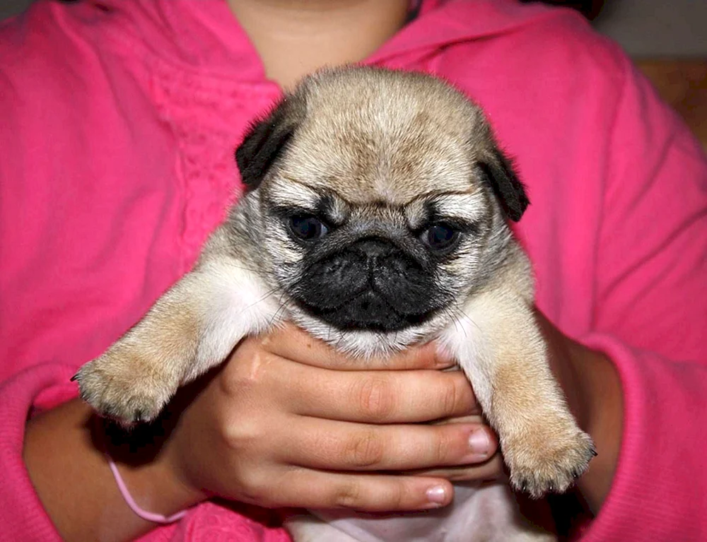 LO-shih Mops