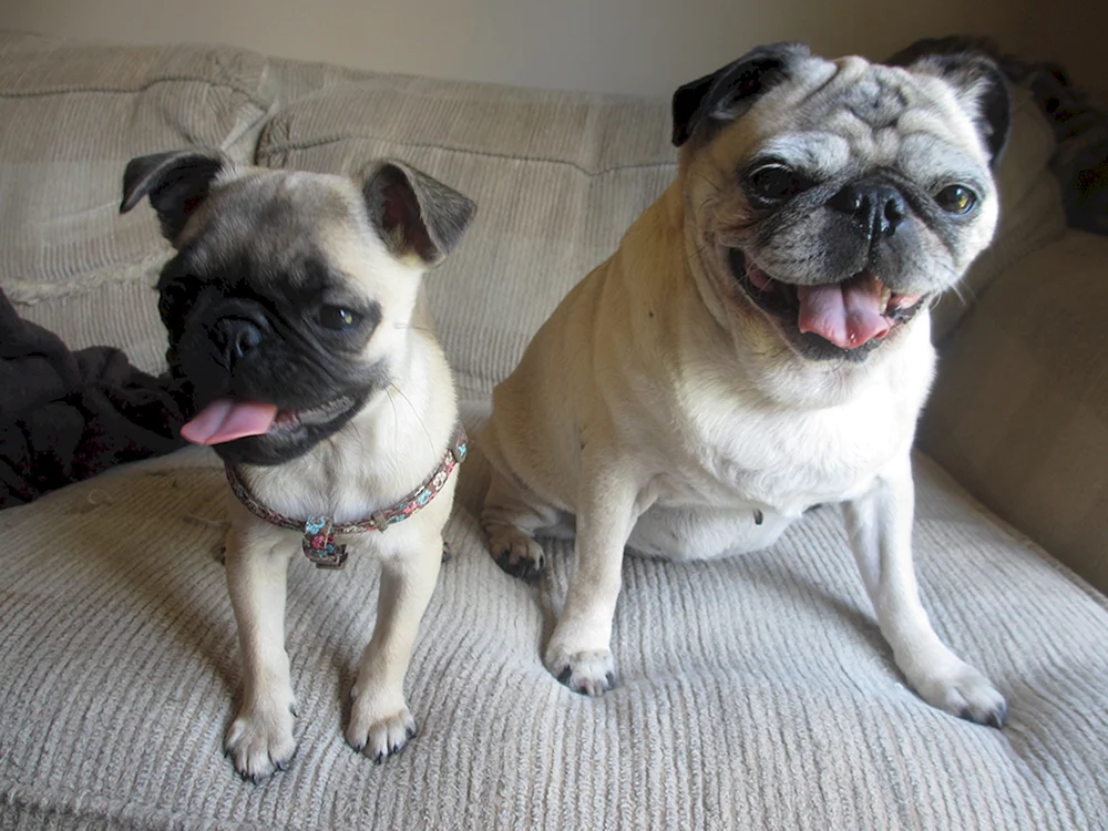 LO-shih Mops