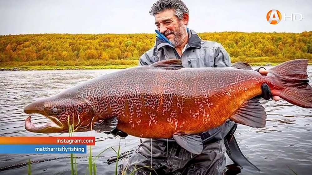 Riesenfisch