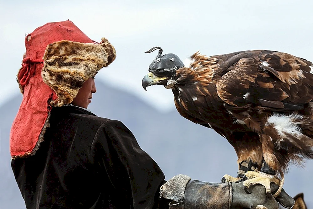 Adler Berkut und Mensch