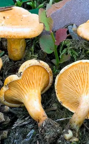 Falscher Pfifferling Pilz