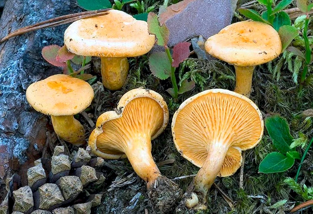 Falscher Pfifferling Pilz