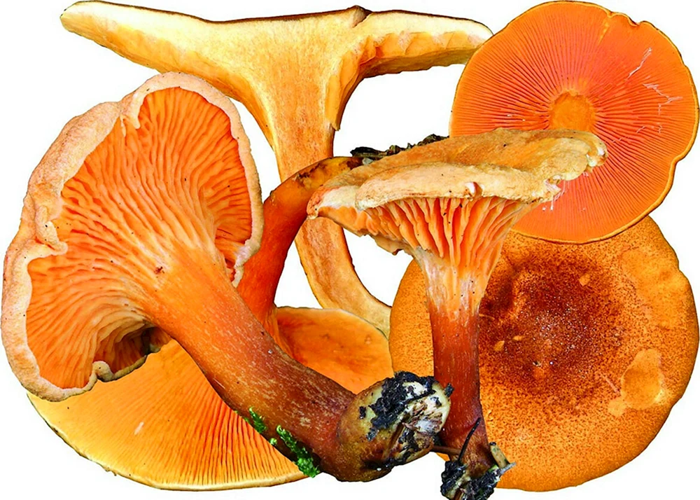 Orange Pfifferling Pilz Falscher Pfifferling Pilz Falscher Pfifferling Pilz Falscher Pfifferling Pilz Falscher oranger Pfifferling Pilz Falscher oranger Pfifferling Pilz PfifferlingeFalsche orangefarbene PfifferlingeFalsche orangefarbene PfifferlingeFalsche orangefarbene PfifferlingeOmphalotus olive