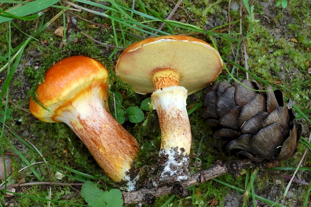 Falscher Lärchenschmetterlingspilz