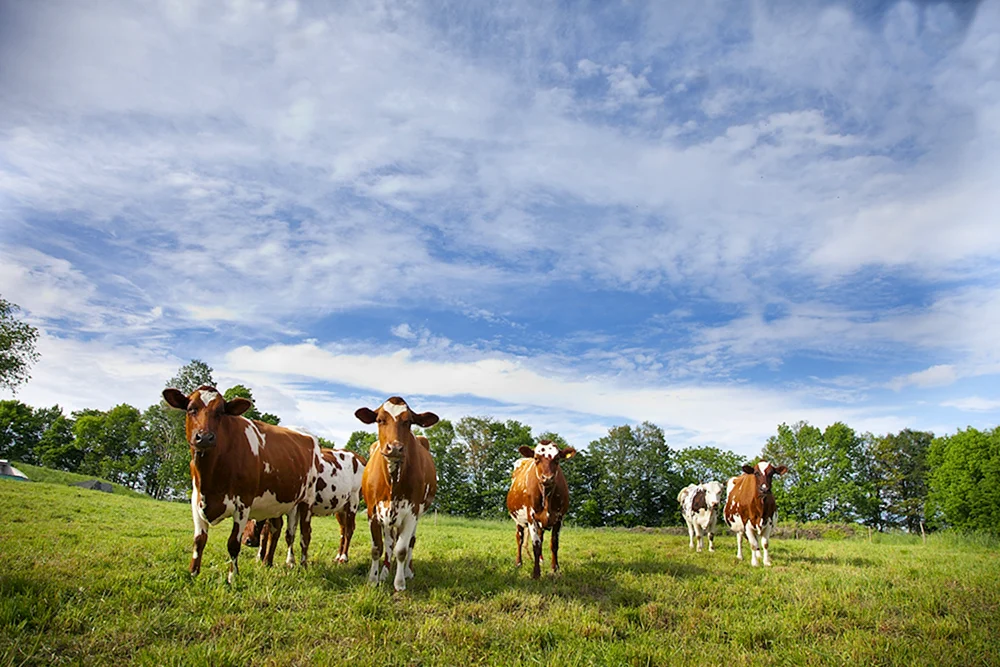 Kühe grasen auf einer Wiese in der Landschaft