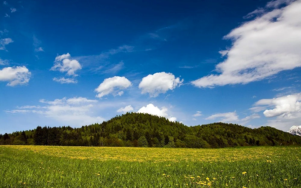 Grüne Wiesen der Schweiz