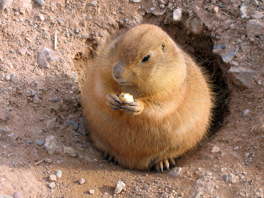 Gunnison-Wiesenhündchen