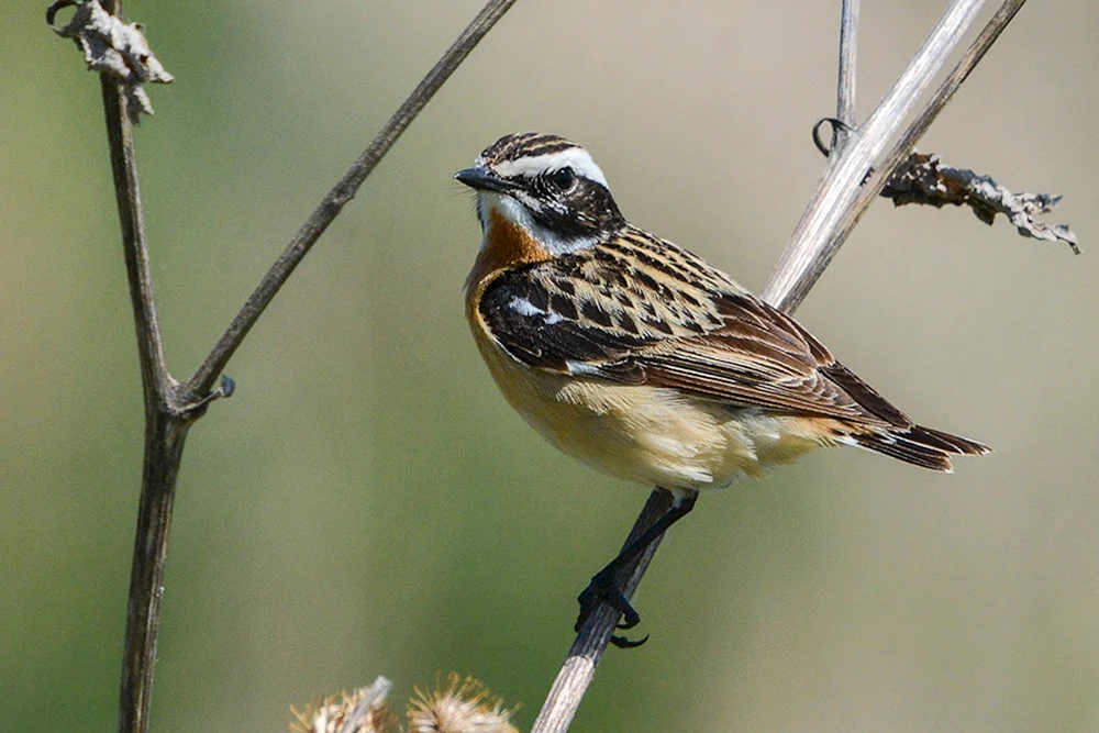 Vögel des Wolga-Gebiets