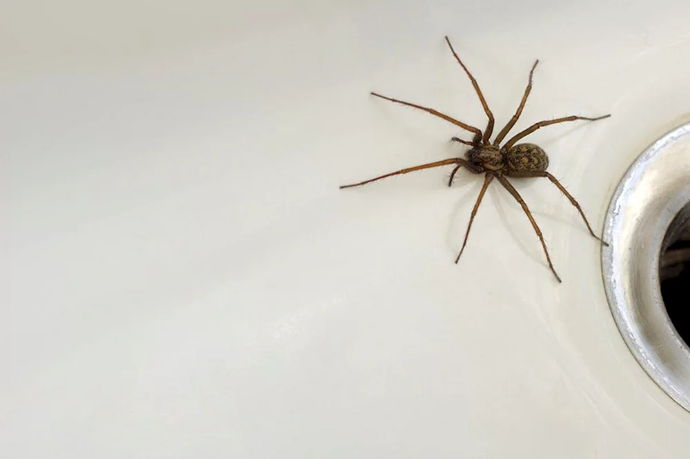 Riesenflachspinne