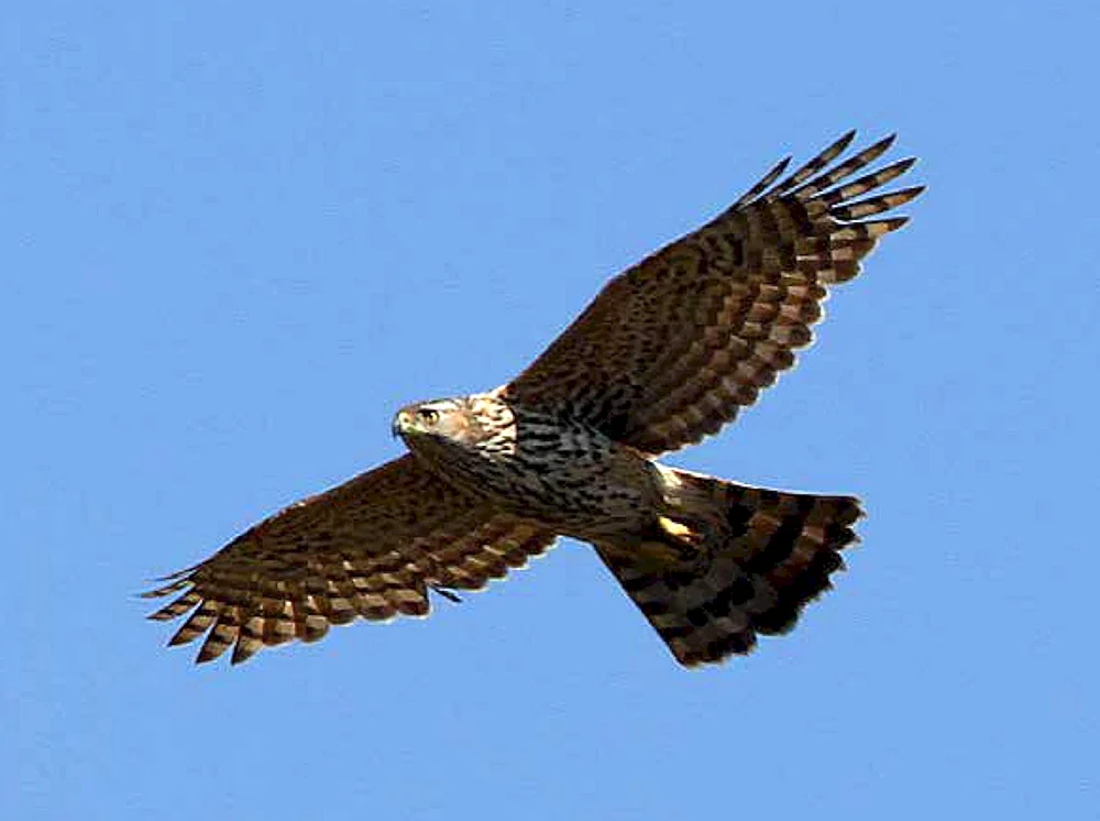 Seeadler