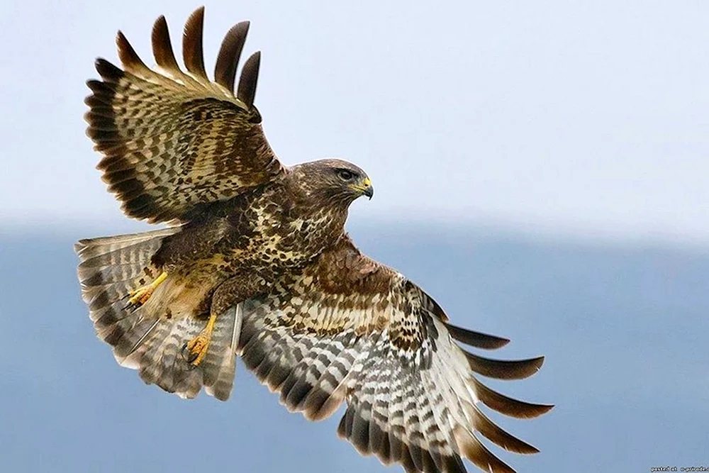 Weißschwanzseeadler