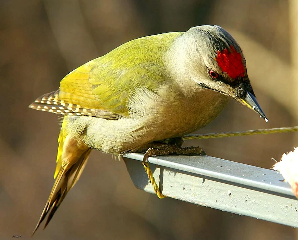 Loon Meadow Grünspecht