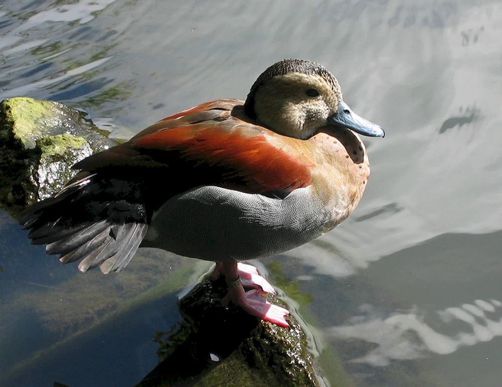 Lutka-Ente mit Tüpfelente