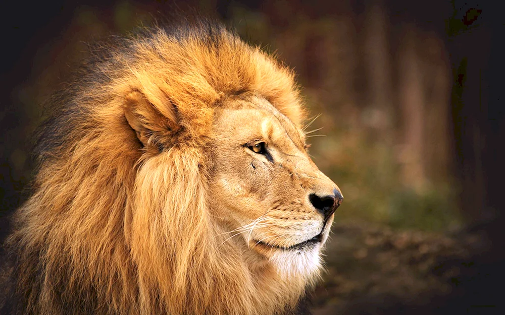 Löwe