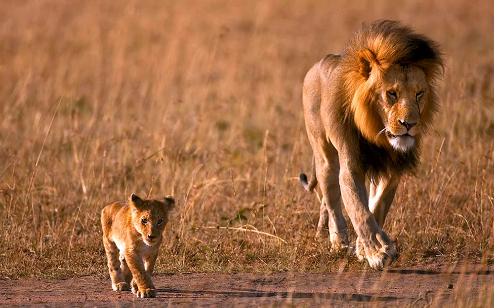 Lion Löwenjunges und Löwenjunges Familie
