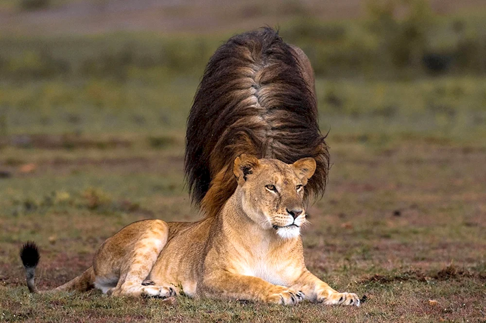 Leo mit Saugerfrisur