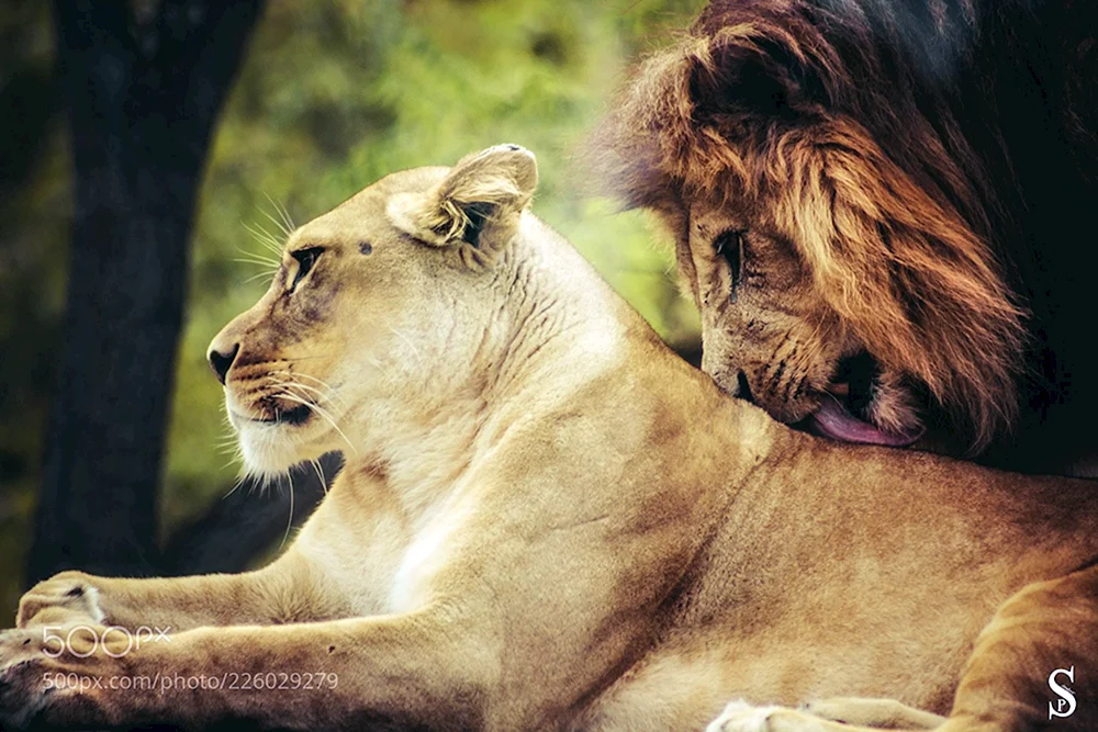 Löwe und Löwin Liebe