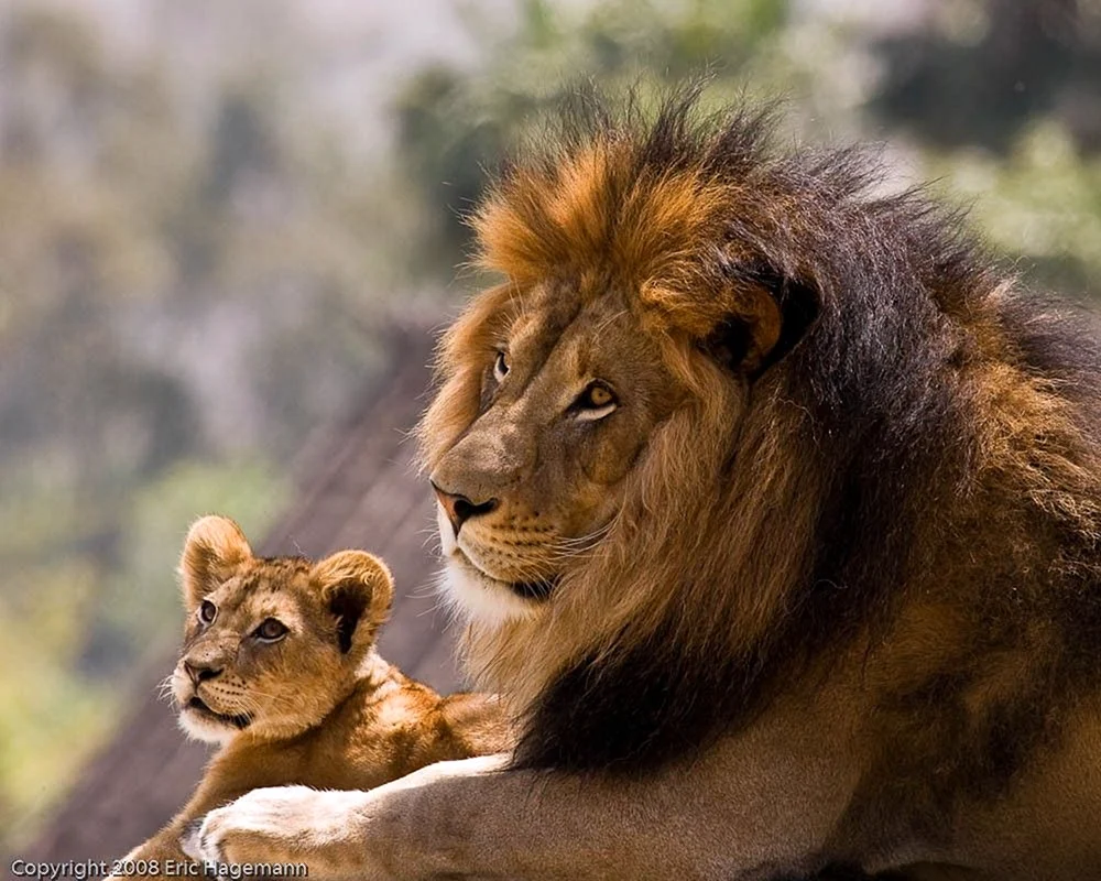Lion Pride ist eine Löwenfamilie