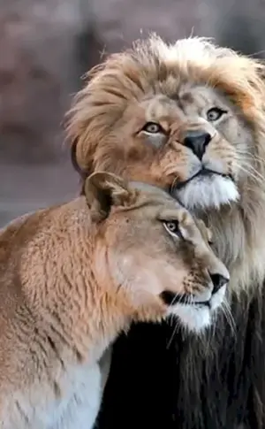 Löwen Liebe