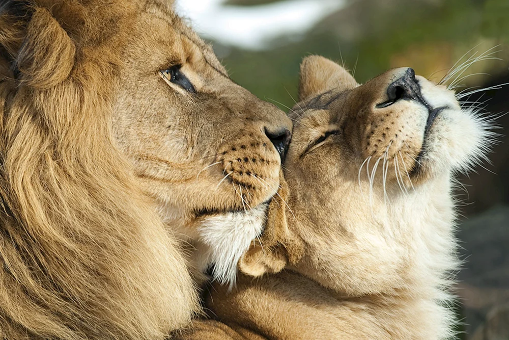 Löwe und Löwin Liebe