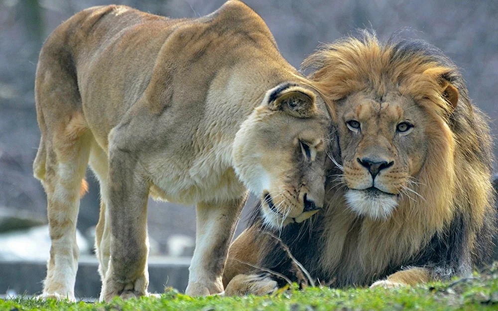 Tiere Paare