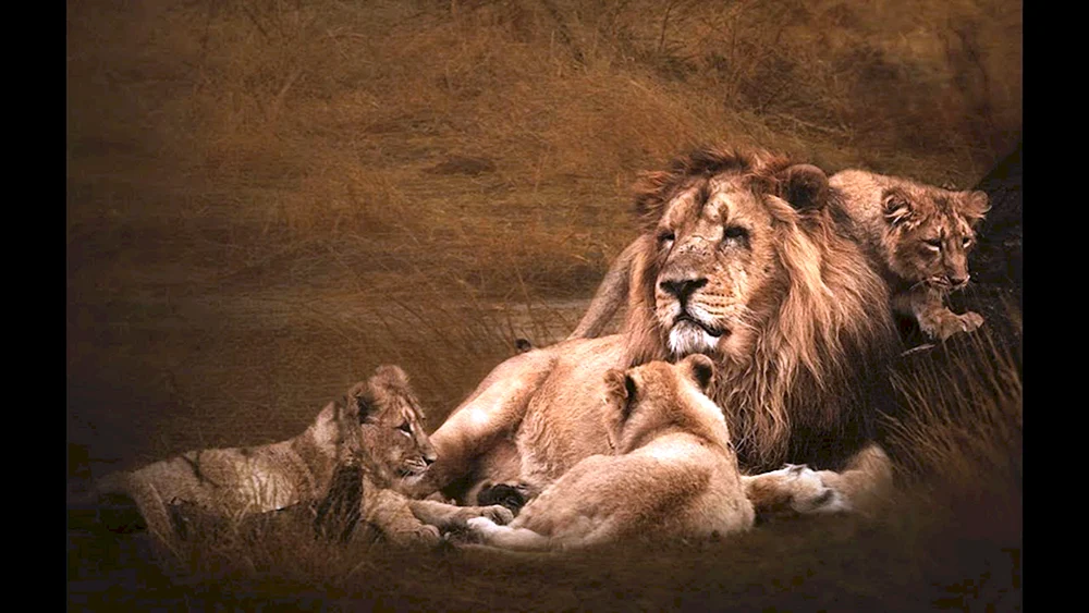 Lion Pride