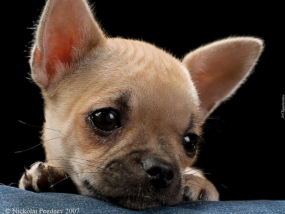 Süße Chihuahuas