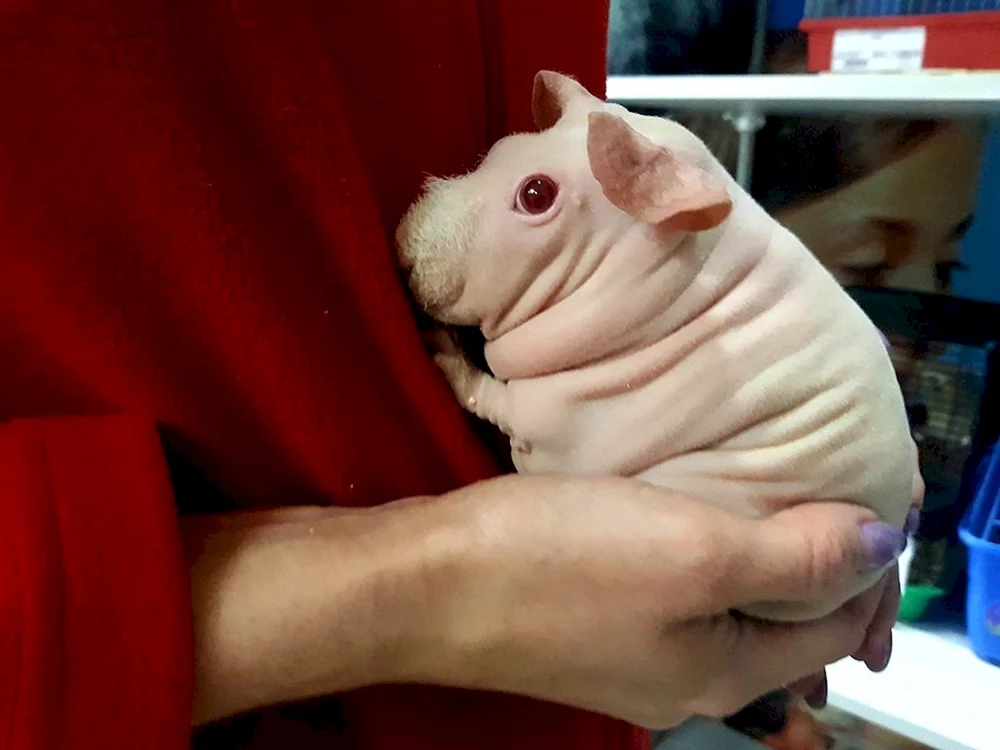 Syrischer Angorahamster