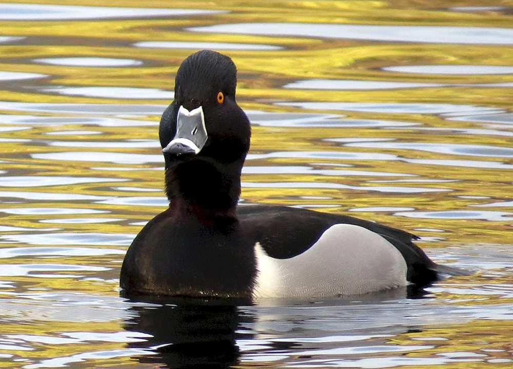 Schwarzes Stockhuhn