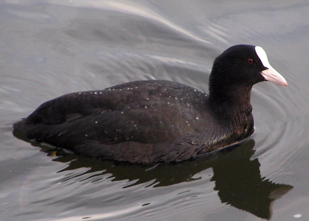 Schwarze Stockenten