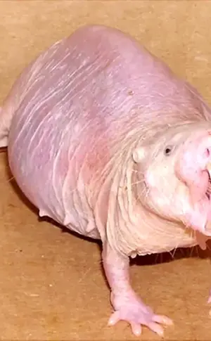 Kahle Ratten