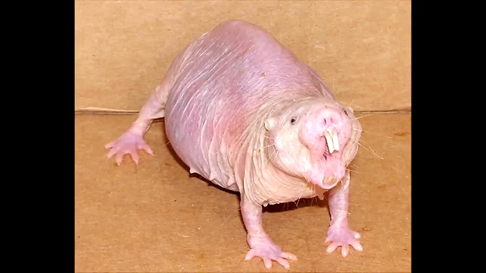 Kahle Ratten
