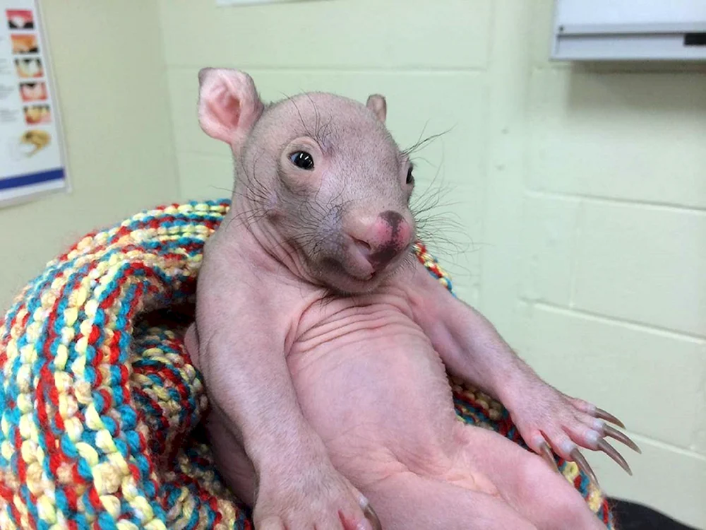 Kahle Ratte Dumbo-Sphinx