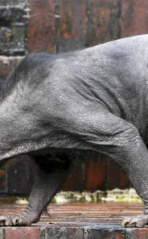 Eisbär mit Glatze