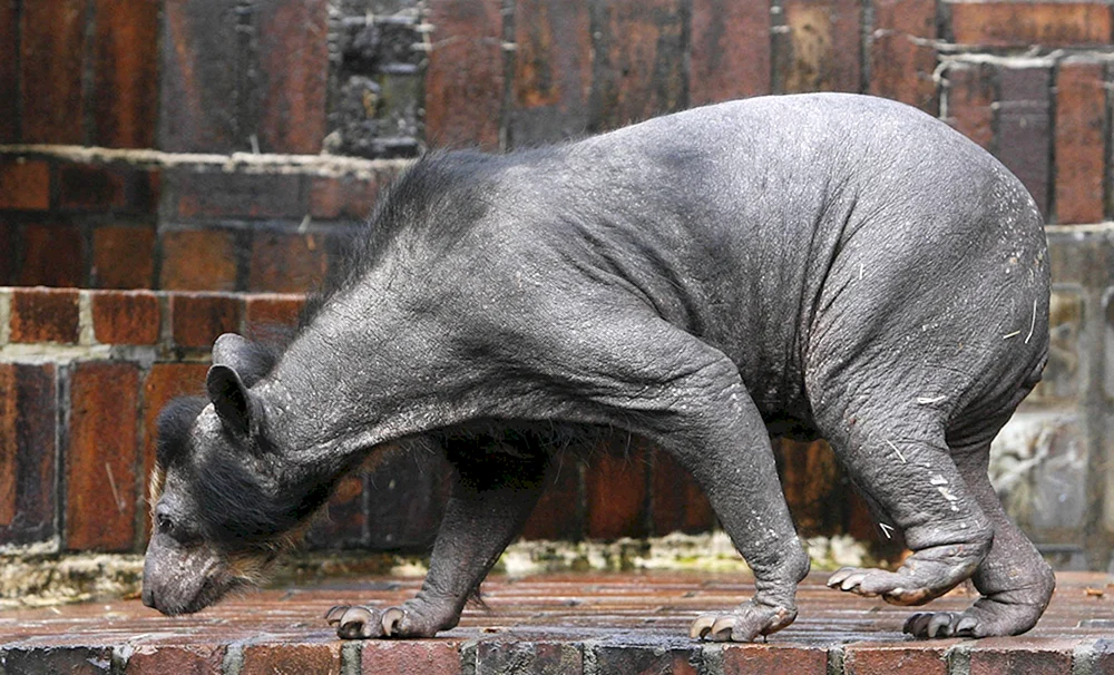 Eisbär mit Glatze