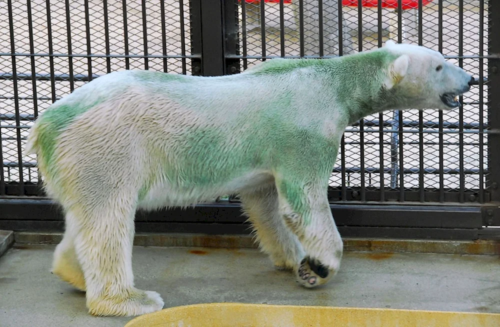 Eisbär mit Glatze ohne Fell