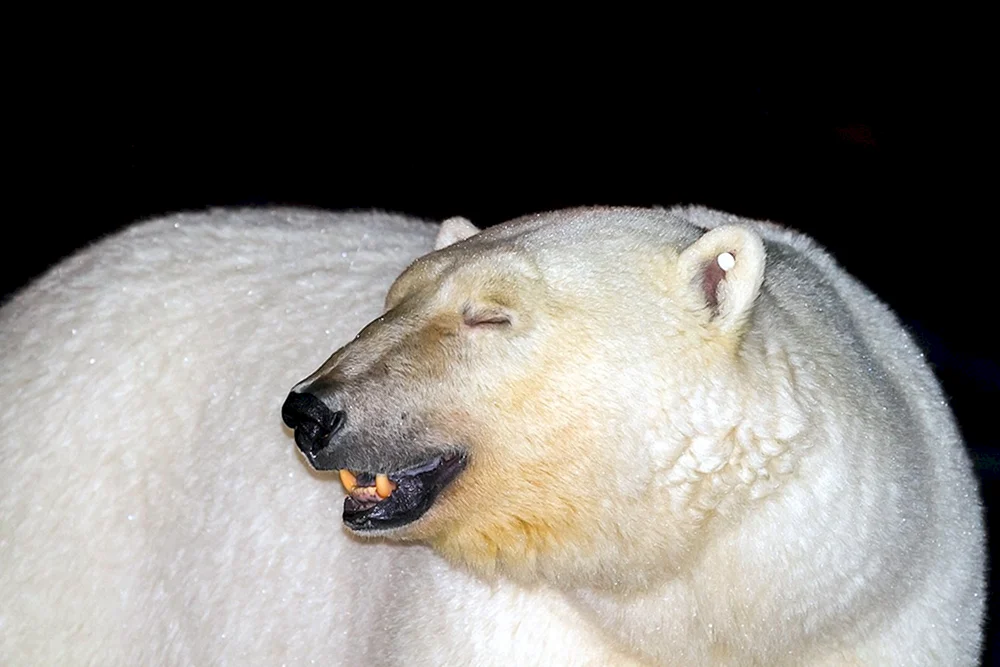 Kahler Eisbär ohne Fell