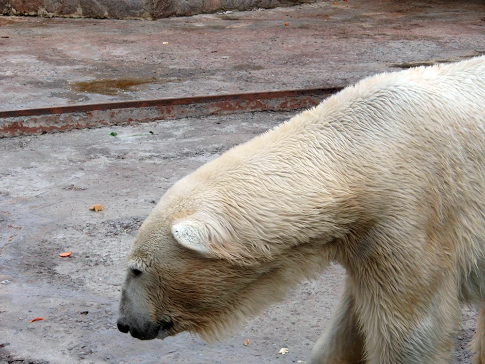 Polarbär ohne Fell