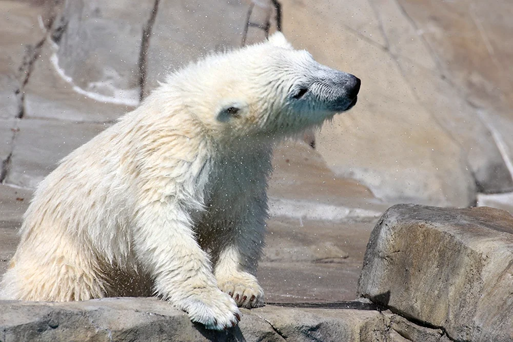 Polar Grizzly