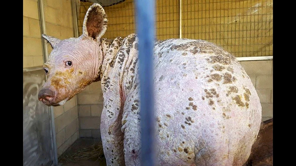 Eisbär mit Glatze ohne Fell