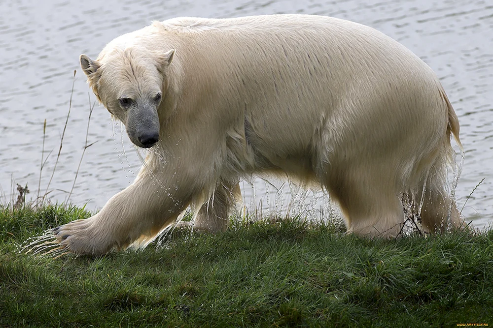 Braunbär ohne Fell